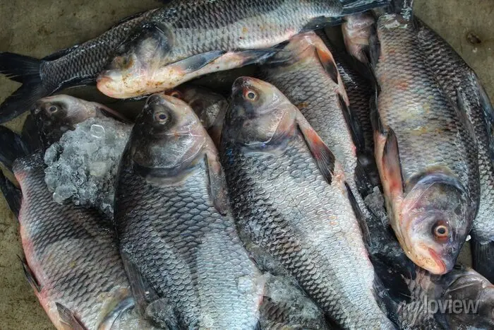 Deshi katol,