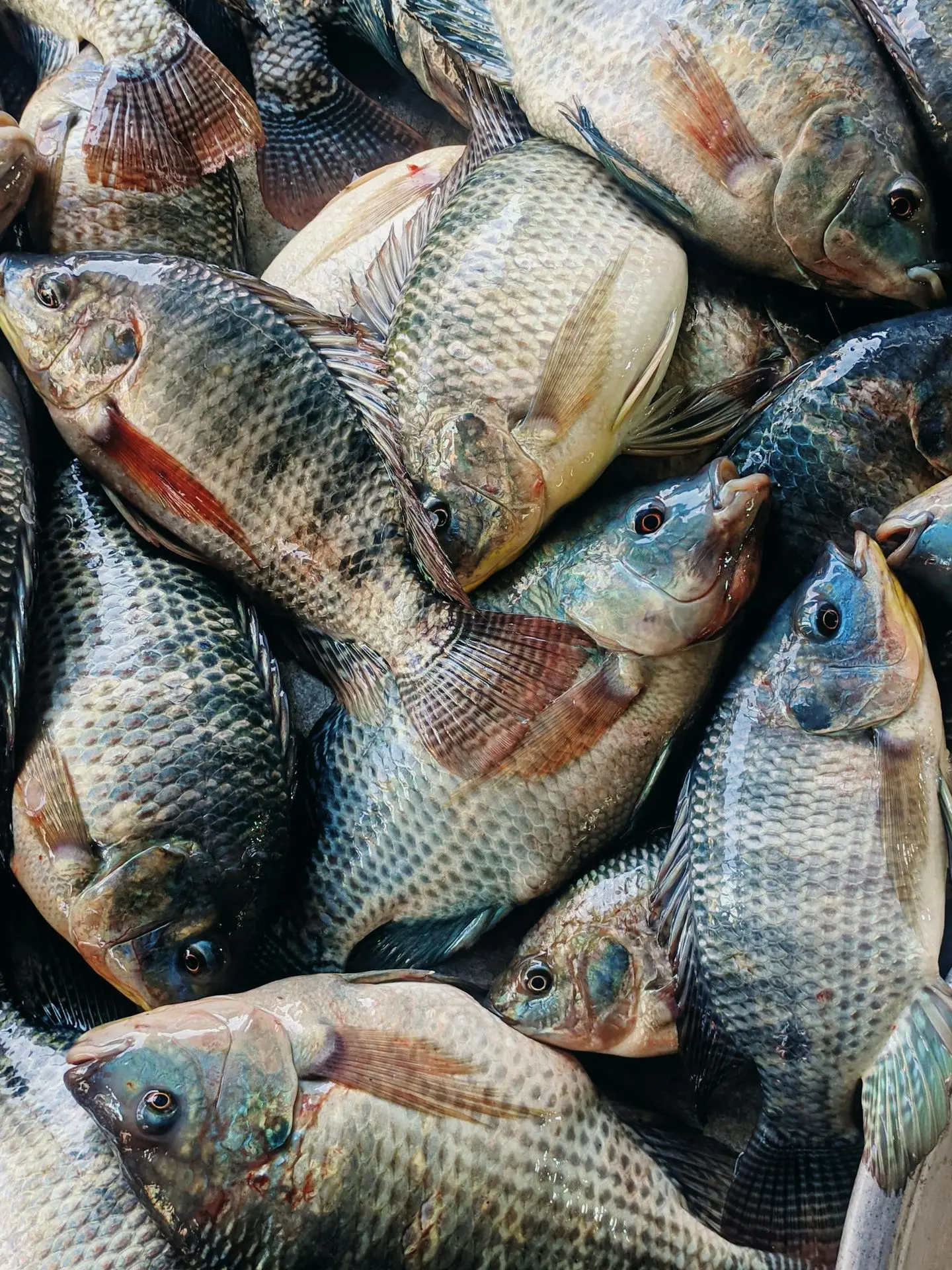 Telapia